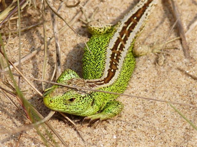 Male sand lizard (Mick Brummage)